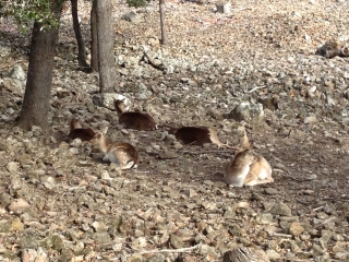 VARIANTE RANDONNEE DU MONT MEGUILLOU-herault