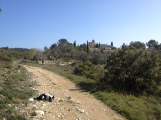 SAINT-JEAN-DE-CUCULLES - LES MATELLES-herault