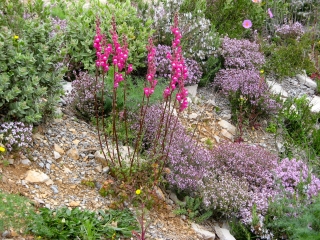 LA GARDIOLE - VIC LA GARDIOLE-herault