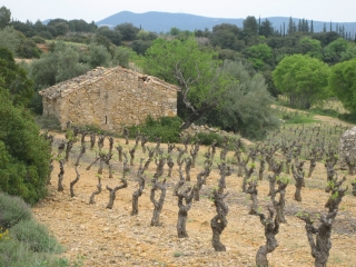 SAINT-JEAN-DE-FOS-herault