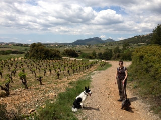 MONTPEYROUX - LE CASTELLAS-herault