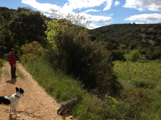 POUECHABON - COMBE DES GOURS-herault