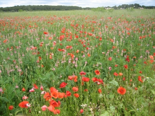 SAINT-GENIES-DES-MOURGUES-herault