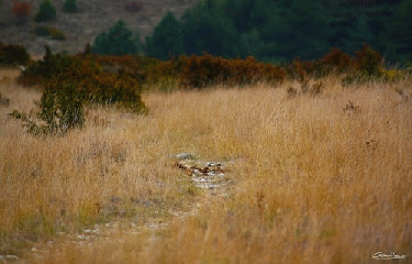 LA VACQUERIE-herault