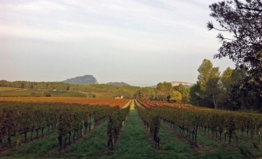 BOIS DE PERIE-herault