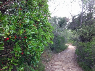 BOIS DE PERIE-herault