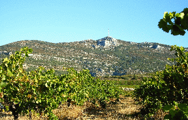 PIC SAINT BAUDILLE-herault