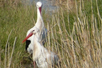 LATTES - LE MEJEAN-herault