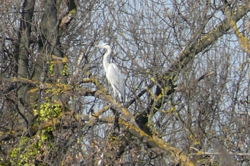 LATTES - LE MEJEAN-herault