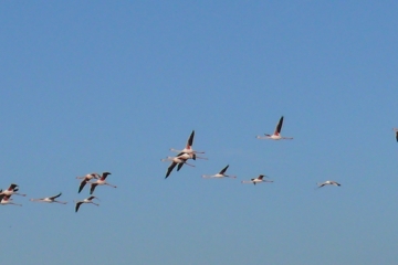 FRONTIGNAN - LE LONG DU CANAL-herault