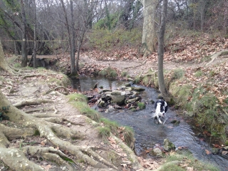 SAUSSINES - CAPITELLES DE LA BENOVIE-herault