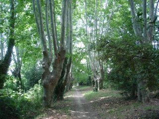 RIVES DU VIRDOURLE-herault