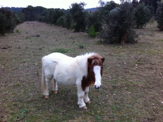 SAINT-VINCENT-DE-BARBEYRARGUES-herault