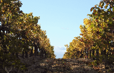 AUTOUR DE CAUX-herault