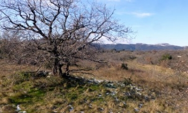 OCTON - NOTRE-DAME-DE-ROUBIGNAC - DOLMENS DU TOUCOU -herault
