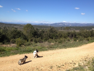 BOIS DE LA ROUVIERE - MONTARNAUD-herault