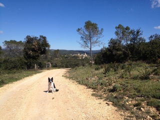 BOIS DE LA ROUVIERE - MONTARNAUD-herault