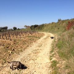 SAINT SYLVESTRE DES BROUSSES - PLATEAU DE MONTCALMES-herault