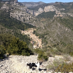 SAINT SYLVESTRE DES BROUSSES - PLATEAU DE MONTCALMES-herault