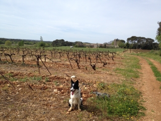 ENTRE CAMPAGNE ET GARRIGUES-herault