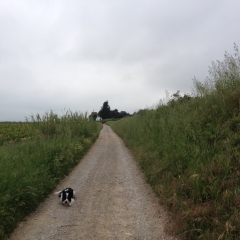 ABBAYE DE VIGNOGOUL-herault