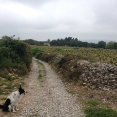 ABBAYE DE VIGNOGOUL-herault