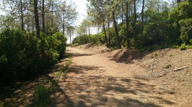 CESSENON-SUR-ORB - BOIS D EUCALYPTUS-herault
