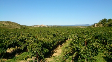 PUISSALICON - LES PUECHS-herault