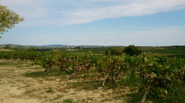 ABEILHAN - LA THONGUE ET SES COTEAUX-herault