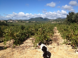 MISE EN JAMBES A MONTPEYROUX-herault