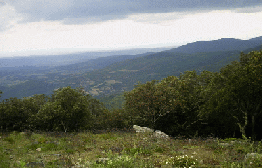 BOIS DE BACOULETTE-herault