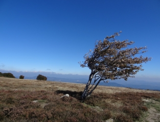 POUJOL SUR ORB - COLOMBIERES - LES GARELS - PLATEAU DU CAROUX - LA FAGE - COMBES-herault
