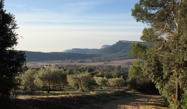 CLARET - FORET DE PINS ET DE CHENES-herault