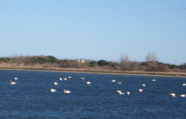 AGDE - CANAL DU MIDI-herault