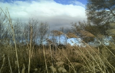 MARCHE NORDIQUE  - SITE NATUREL DU MEJEAN A LATTES-herault