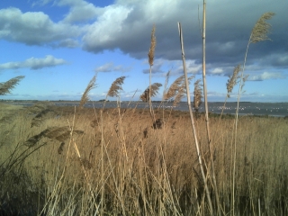 MARCHE NORDIQUE  - SITE NATUREL DU MEJEAN A LATTES-herault