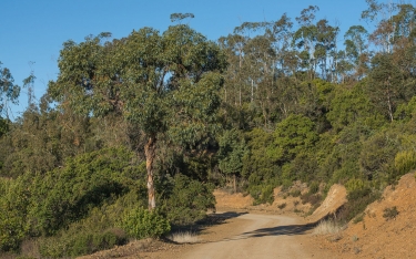 LUGNE - SA STATUE ET SES EUCALYPTUS-herault