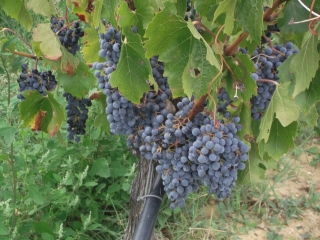 AUTOUR D ALIGNAN-DU-VENT-herault