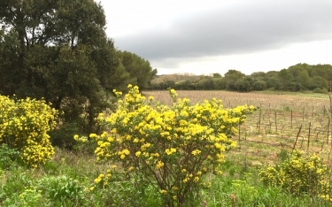 CASTRIES - CIRCUIT DU MAS DE ROU-herault