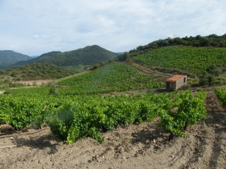 ROQUEBRUN - 34 - VIGNES - SCHISTES ET ARBOUSIERS-herault