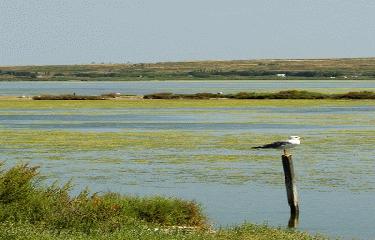 VILLENEUVE LES MAGUELONE-herault