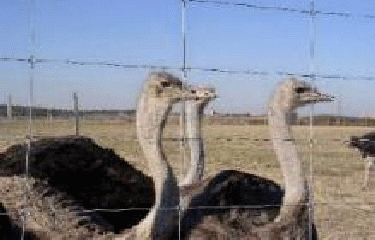 VILLENEUVE LES MAGUELONE-herault