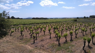 PINET - BRIDAU-herault