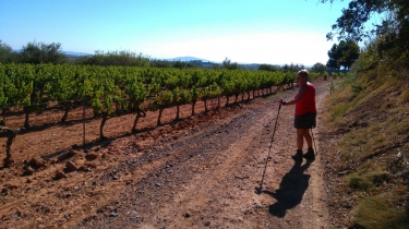 POMEROLS - PROMENADE A TRAVERS LES VIGNES-herault