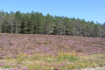 SOMMET DE L ESPINOUSE-herault