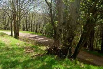 LES FORETS DE TAUSSAC-herault