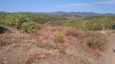 AUTIGNAC - VIGNES GARRIGUES ET COLLINES-herault
