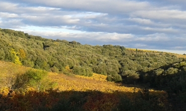 MARCHE FAUGERES - TOUR DE LA COMBE GASTOUSE-herault