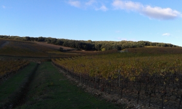 MARCHE FAUGERES - TOUR DE LA COMBE GASTOUSE-herault