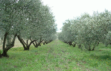 COLLINES DE LA MOURE-herault